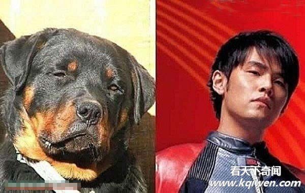 盘点明星与动物也尴尬撞脸 长得也忒像啦(组图)