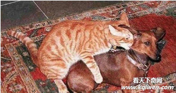 动物滥爱的超猛场面 强暴异类疯狂性图盘点(组图)